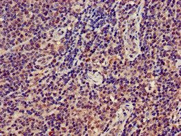 GRAP2 Antibody