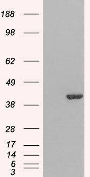 Goat anti-GRAP2 / GRID / Grf40 Antibody