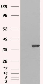 GRAP2 antibody