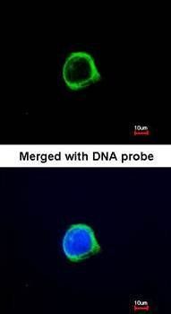 GRASP1 antibody