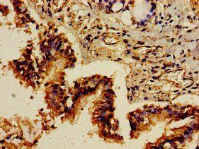 GRB10 Antibody