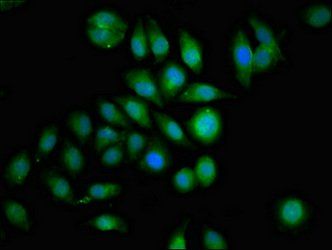 GRB14 Antibody