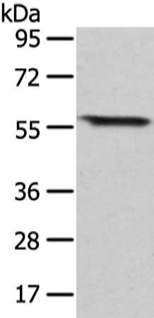 GRB14 Antibody
