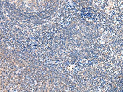 GRB14 Antibody