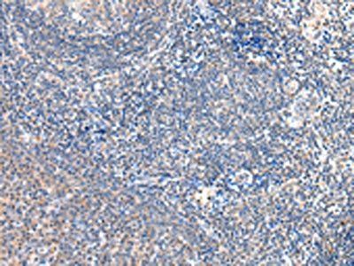 GRB14 antibody