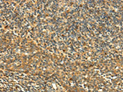 GRB2 Antibody