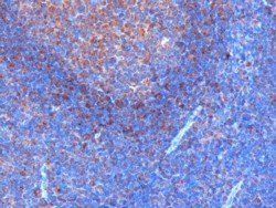 Goat anti-GRB2 Antibody