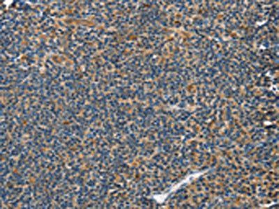 GRB7 Antibody