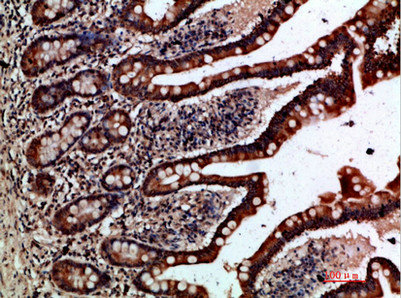 GREM2 Antibody