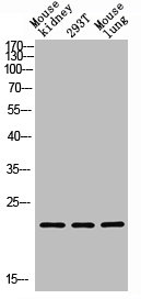 GREM2 Antibody
