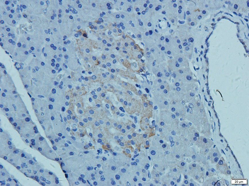 CD41 Antibody