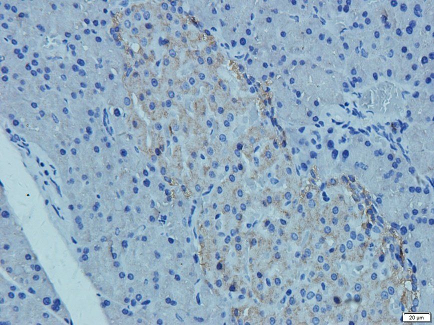 CD41 Antibody