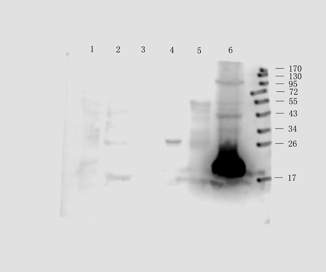 CD41 Antibody