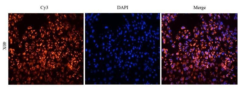 Gremlin 1 antibody