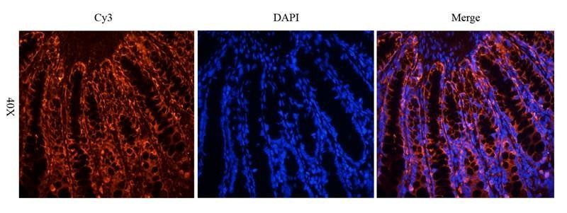 Gremlin 1 antibody