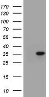 RAPGEF1 Antibody