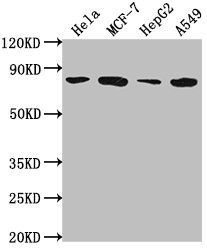 GRHL1 antibody
