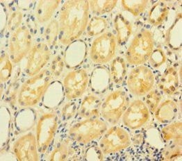 GRHL2 Antibody