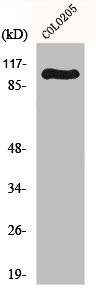 GRIA1 Antibody