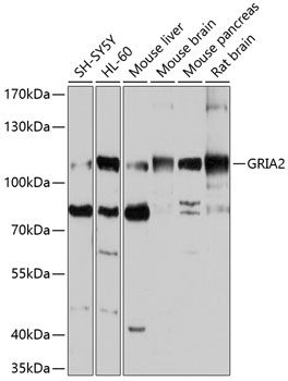 GRIA2 antibody