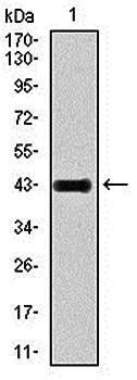 GRIA2 Antibody