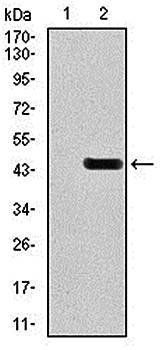 GRIA2 Antibody