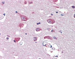 Goat anti-GRIA4 Antibody
