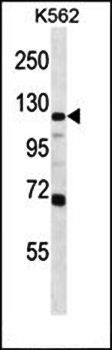 GRIA4 antibody