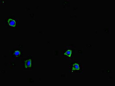 GRID2IP Antibody