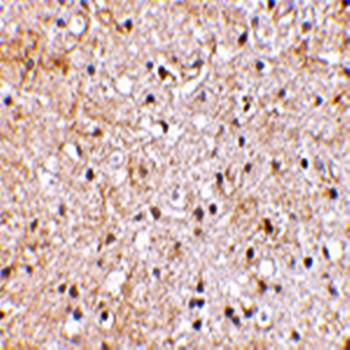 Grik1 Antibody
