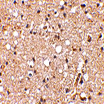 Grik1 Antibody