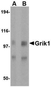 Grik1 Antibody