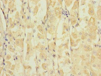 GRIK3 Antibody