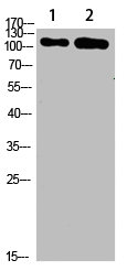 GRIN1 Antibody
