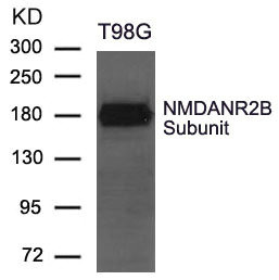 Grin2b Antibody