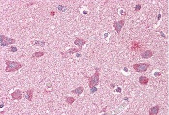Goat anti-GRASP1 / GRIPAP1 Antibody