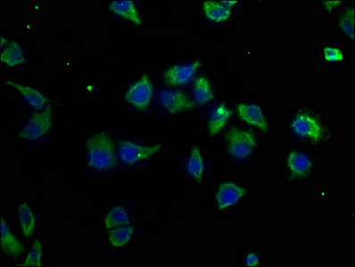 GRM3 Antibody