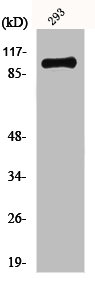 GRM4 antibody