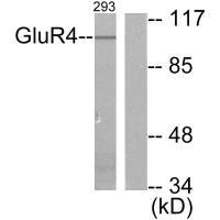 GRM4 Antibody