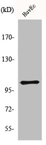 GRM7 Antibody