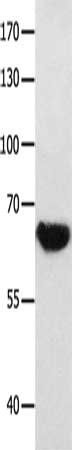 GRM8 Antibody