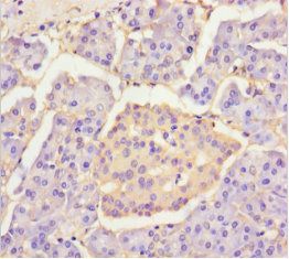 PLA2G2D Antibody