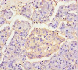 Group IID secretory phospholipase A2 antibody