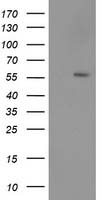 GAS7 Antibody