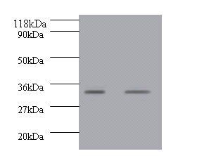 GDF15 Antibody
