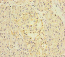 GDF9 Antibody
