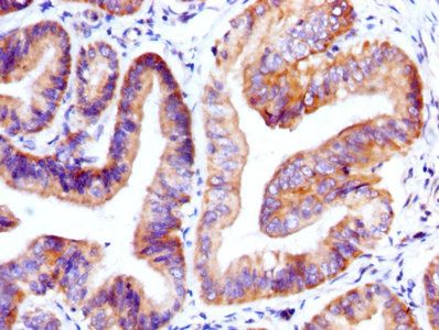 GDF9 Antibody