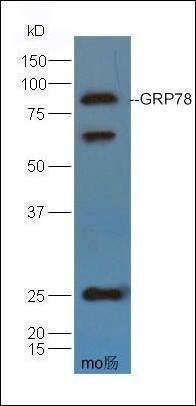 GRP78 antibody