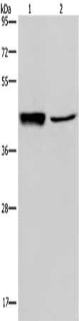 GRPR antibody