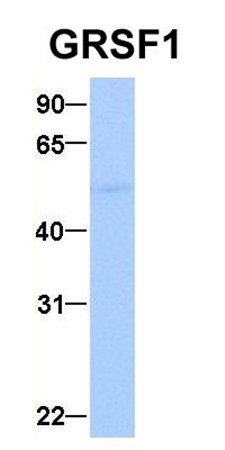 GRSF1 antibody